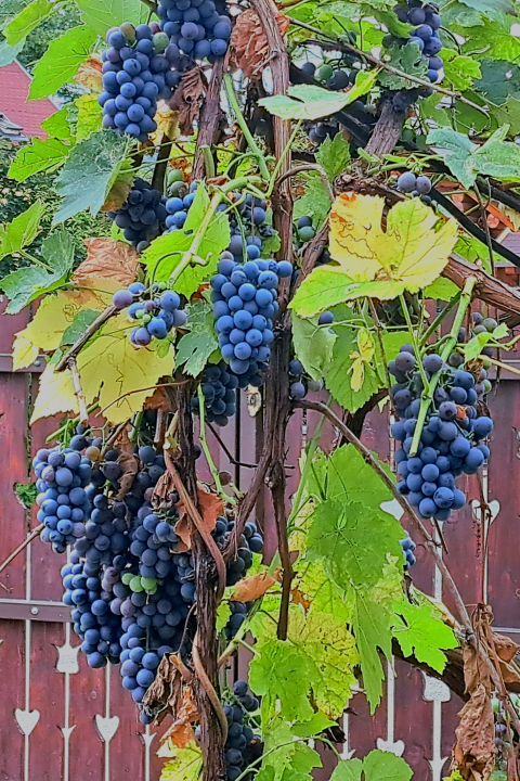 Patakparty Lak - Szilvásvárad